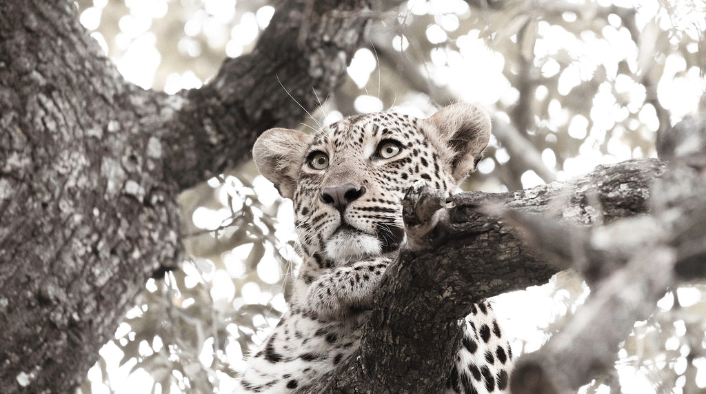Artwork print of a portrait of a Leopard in a tree by Francoise V Fine Art Gallery in Cape Town, South Africa