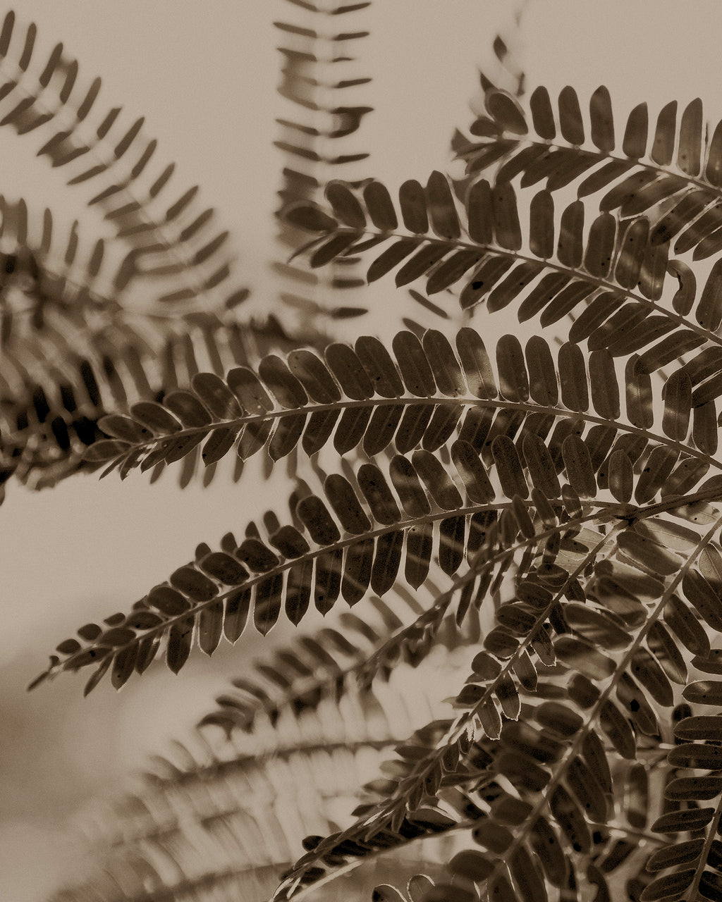 Artwork print of a close-up of acacia leaves with a sepia tone by Francoise V Fine Art Gallery in Cape Town, South Africa.