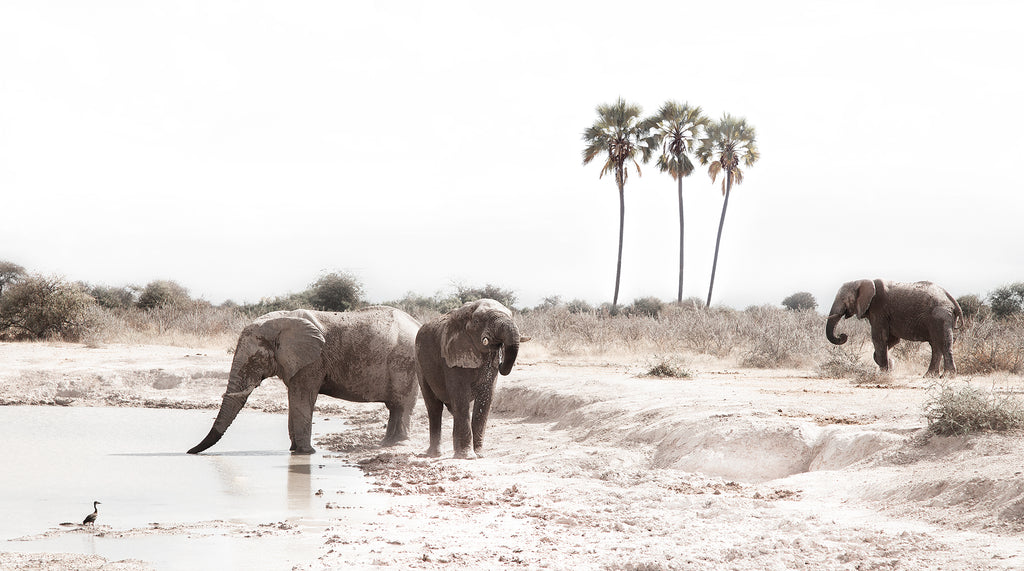 Artwork print of a portrait of a family of elephants at a watering hole by Francoise V Fine Art Gallery in Cape Town, South Africa