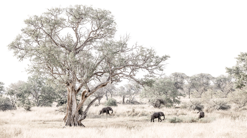 Artwork print of elephants in a savanna landscape with a large tree from the wildlife collection by Francoise V Fine Art Gallery in Cape Town, South Africa