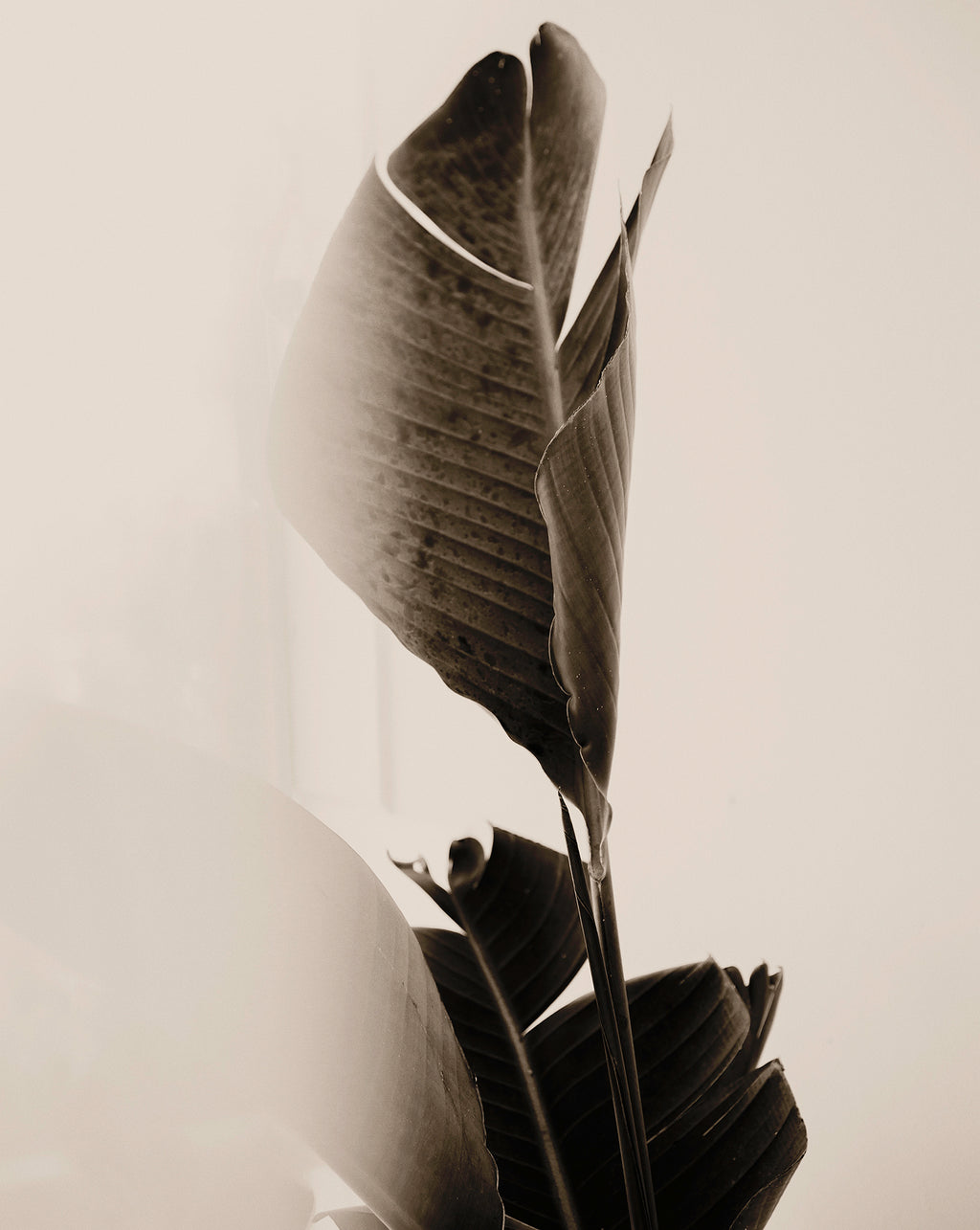 Artwork print of a close-up of tropical leaves in black and white by Francoise V Fine Art Gallery in Cape Town, South Africa.