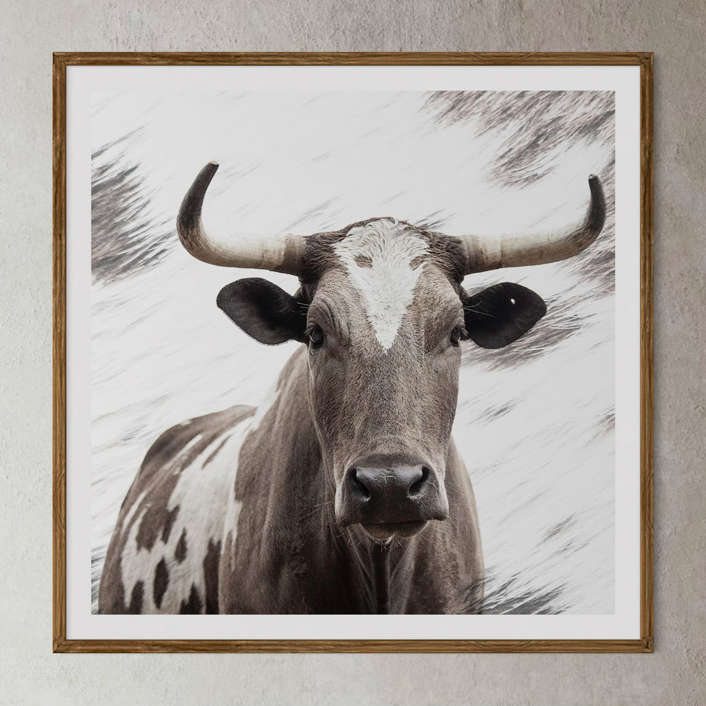Natural Wood Kiaat framed artwork of a portrait of an Nguni cow by Francoise V Fine Art Gallery in Cape Town, South Africa