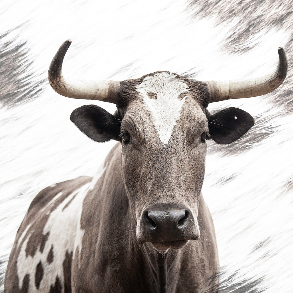 Artwork print of a portrait of an Nguni cow by Francoise V Fine Art Gallery in Cape Town, South Africa
