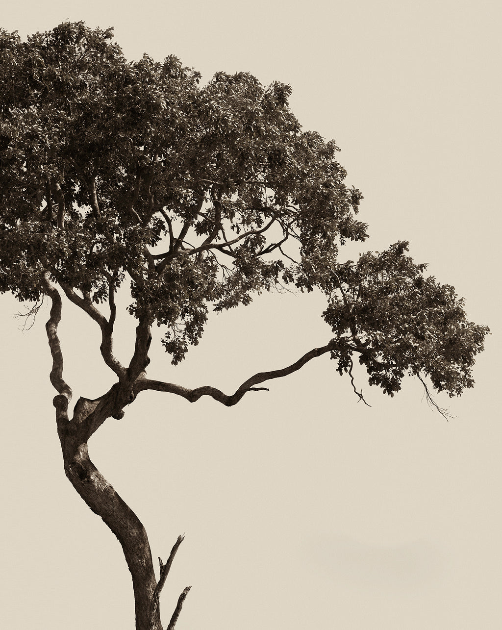 Artwork print of tree with a beige background by Francoise V for sale at Francoise V Fine Art Gallery in Cape Town South Africa
