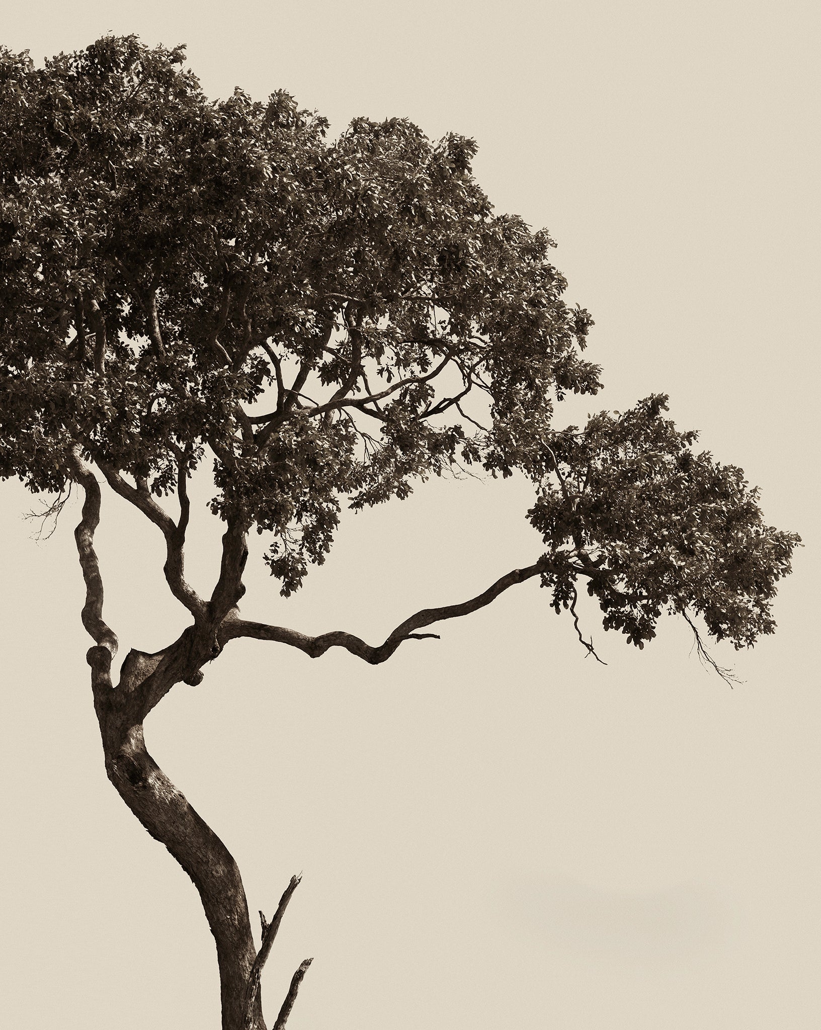Artwork print of tree with a beige background by Francoise V for sale at Francoise V Fine Art Gallery in Cape Town South Africa
