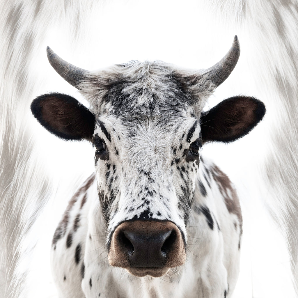 Artwork print of a portrait of a cow by Francoise V Fine Art Gallery in Cape Town, South Africa