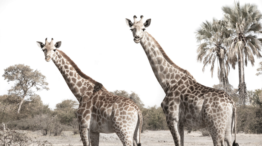 Artwork print of a portrait of 2 giraffes by Francoise V Fine Art Gallery in Cape Town, South Africa