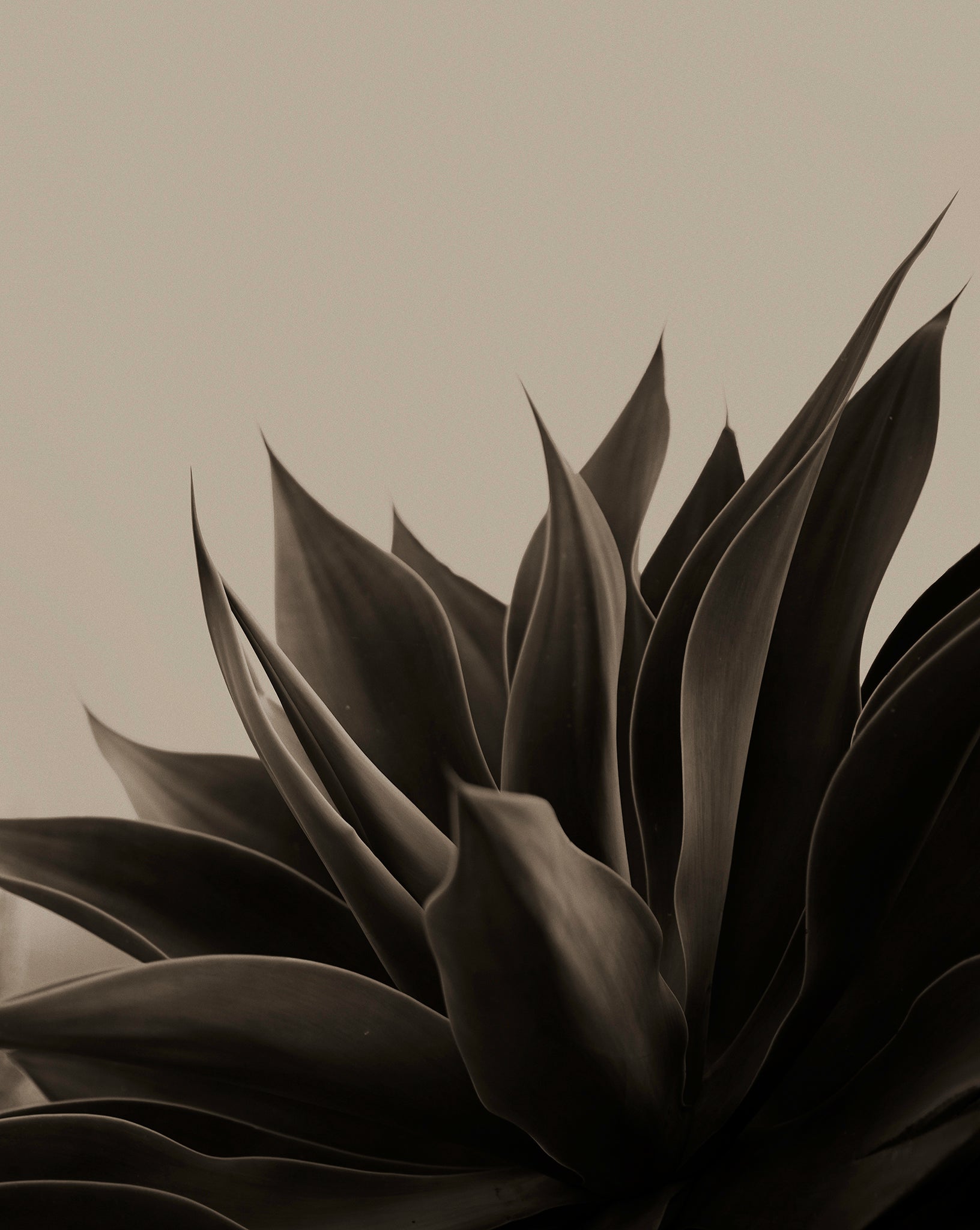 Artwork print of aloe plant in black and beige by Francoise V Fine Art Gallery in Cape Town, South Africa.