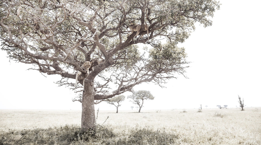 Artwork print of a portrait of a pride of Lions in a tree by Francoise V Fine Art Gallery in Cape Town, South Africa