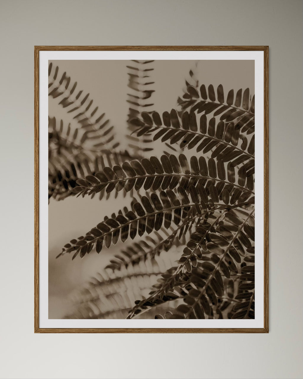 Natural wood kiaat framed sepia-toned photograph of acacia leaves on a plain wall by Francoise V Fine Art Gallery in Cape Town, South Africa.