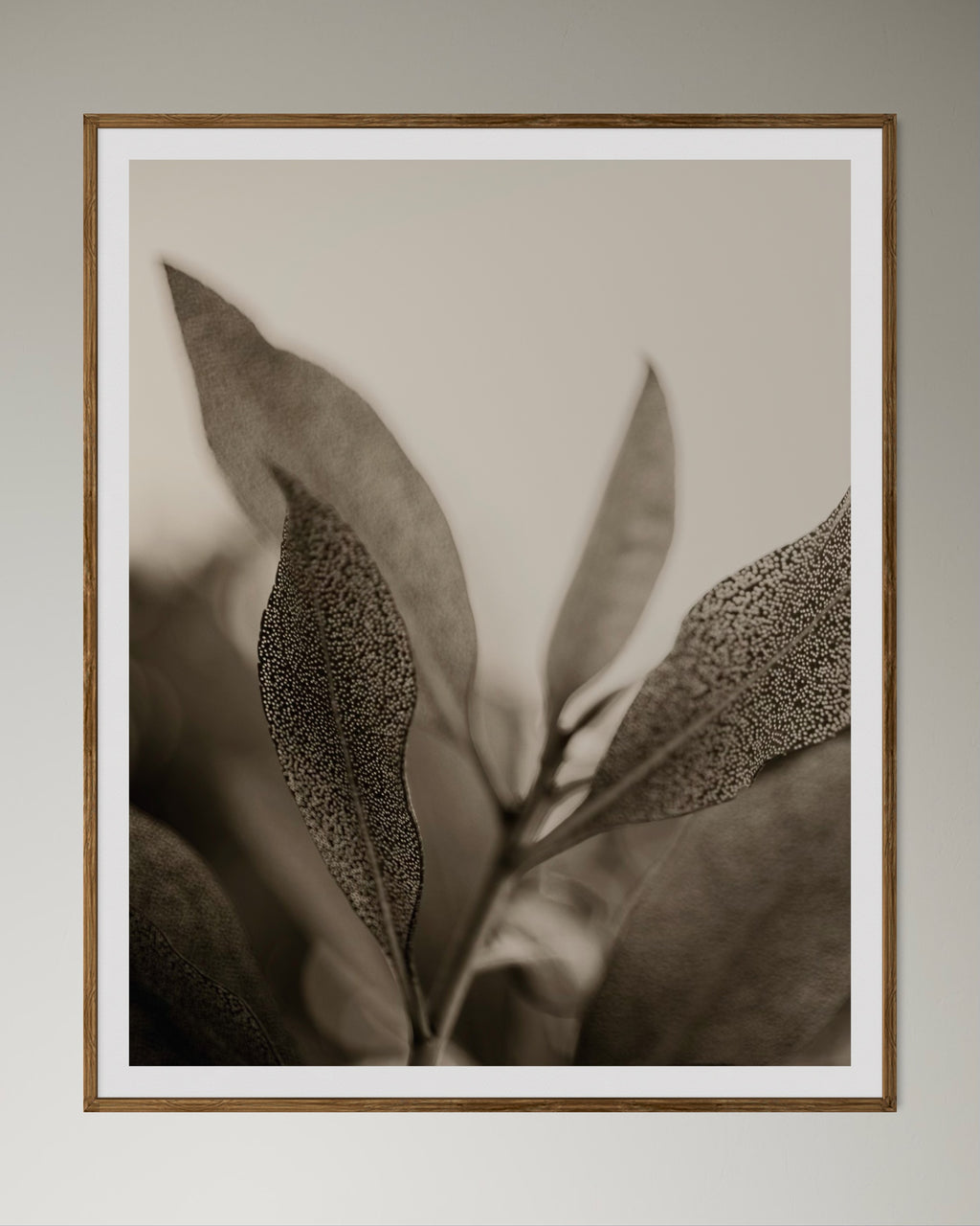 Natural wood kiaat framed artwork of a close-up of leaves with detailed texture on a light background by Francoise V Fine Art Gallery in Cape Town, South Africa.
