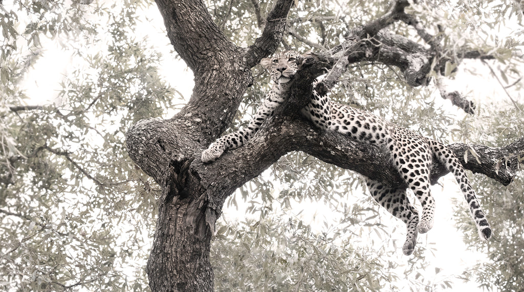 Artwork print of a portrait of a leopard in a tree by Francoise V Fine Art Gallery in Cape Town, South Africa