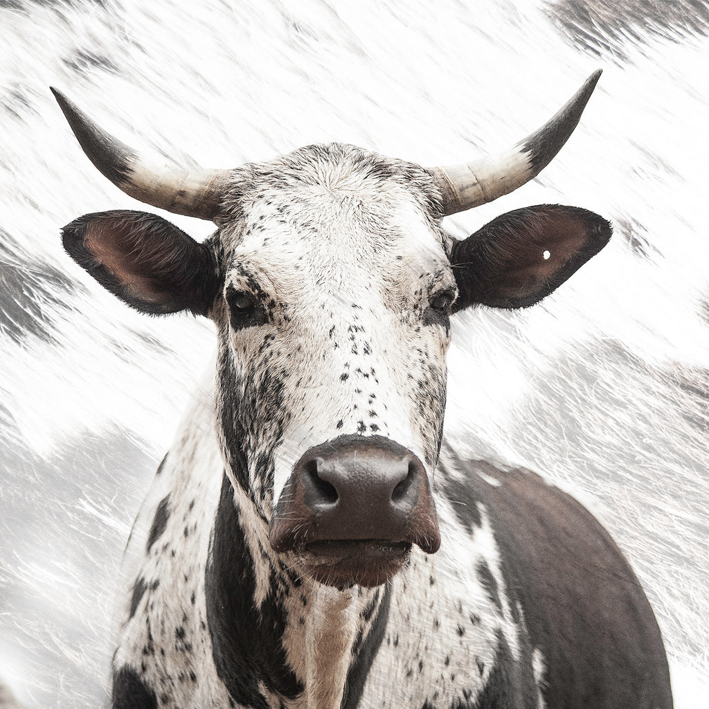 Artwork print of a portrait of an Nguni cow by Francoise V Fine Art Gallery in Cape Town, South Africa