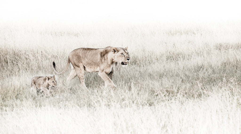 Artwork print of a portrait of a lioness and her cub by Francoise V Fine Art Gallery in Cape Town, South Africa