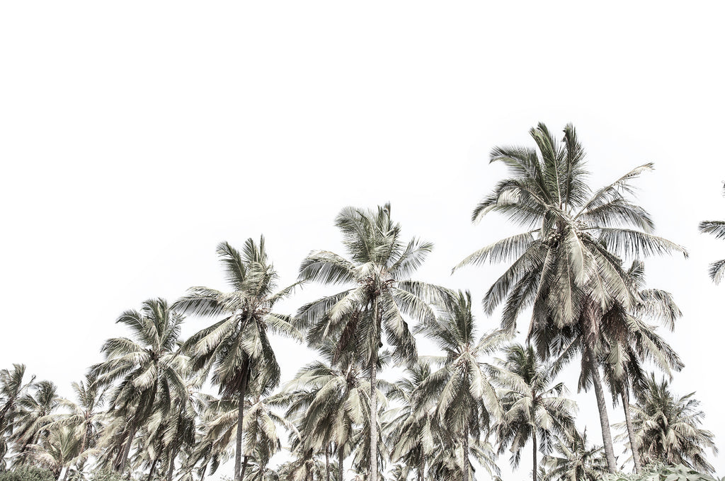Artwork print of a portrait of palm trees with a clear sky by Francoise V Fine Art Gallery in Cape Town, South Africa