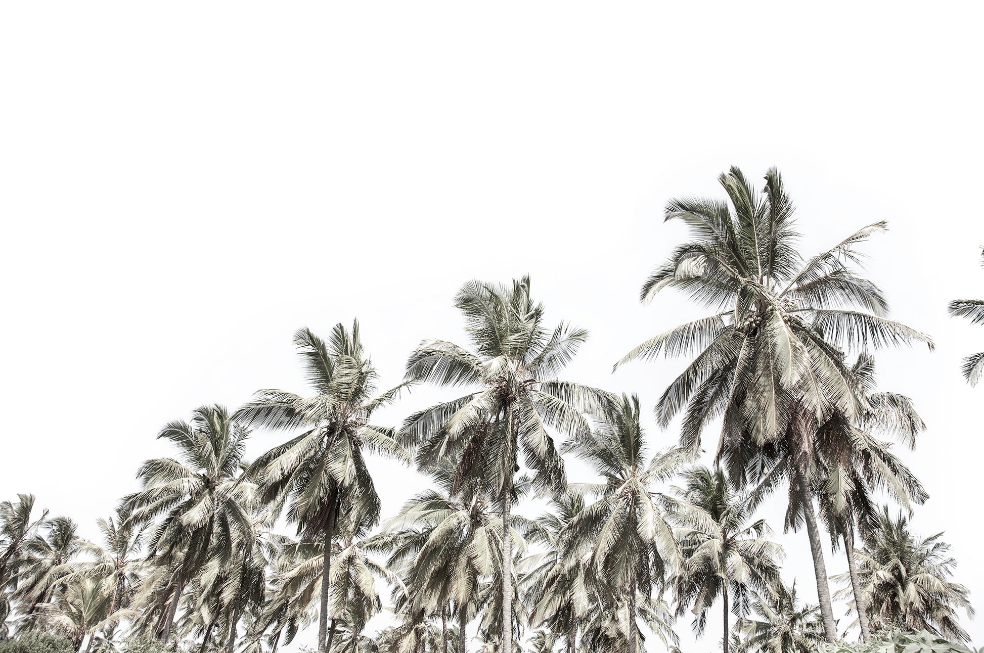 Artwork print of a portrait of palm trees with a clear sky by Francoise V Fine Art Gallery in Cape Town, South Africa