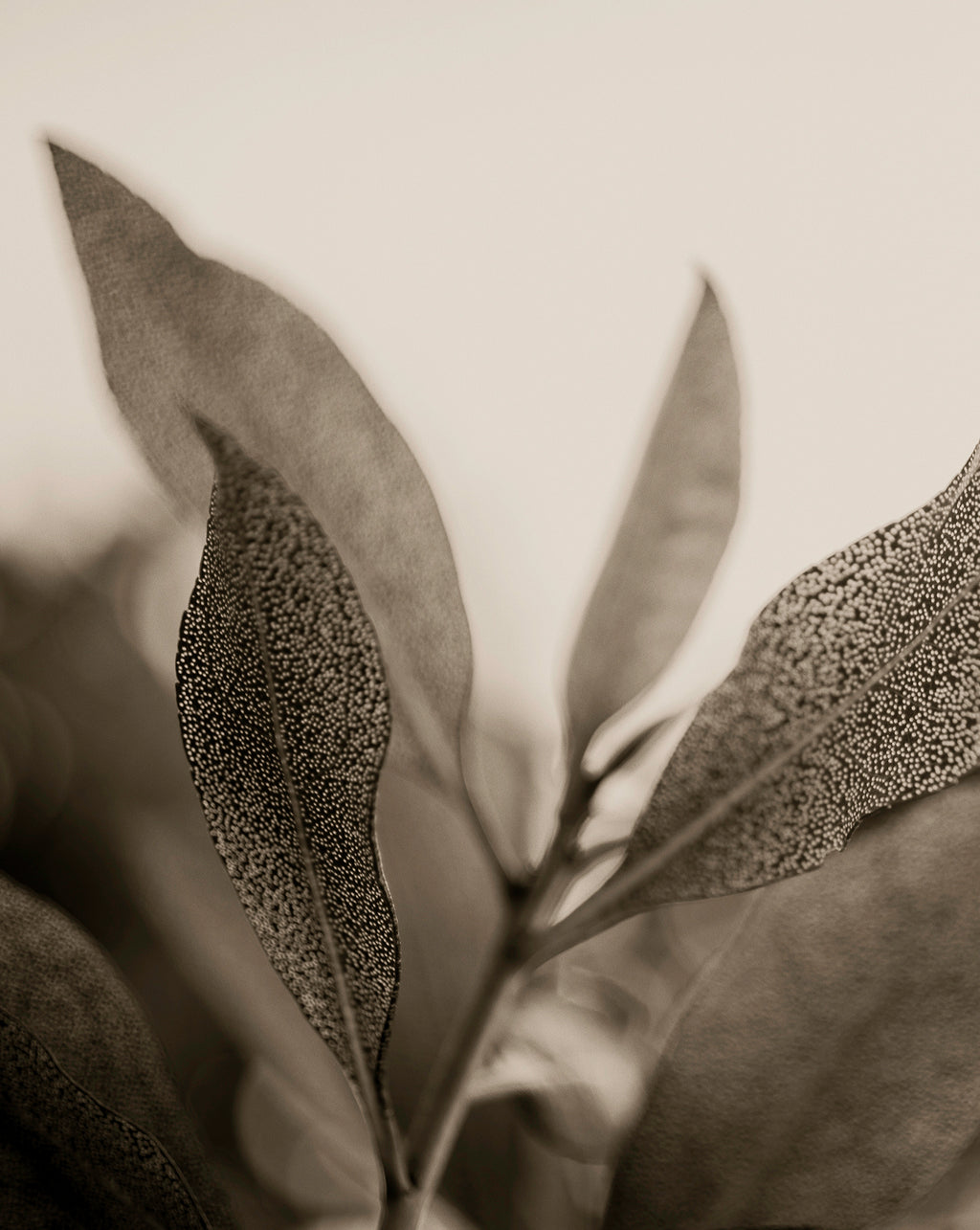 Artwork print of a close-up of leaves with detailed texture on a light background by Francoise V Fine Art Gallery in Cape Town, South Africa.