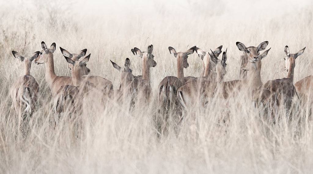 Artwork print of a portrait of a herd of Springbok in tall grass by Francoise V Fine Art Gallery in Cape Town, South Africa