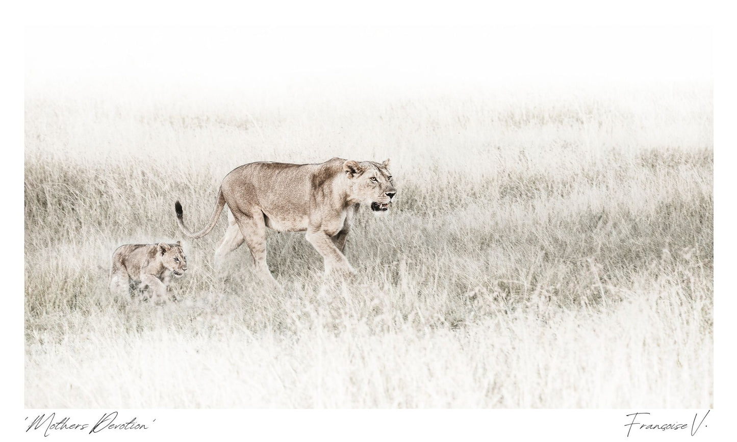 Mothers Devotion Postcard