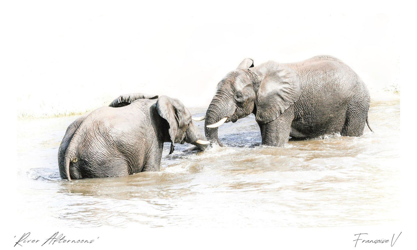 River Afternoons Postcard