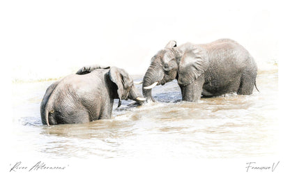 River Afternoons Postcard