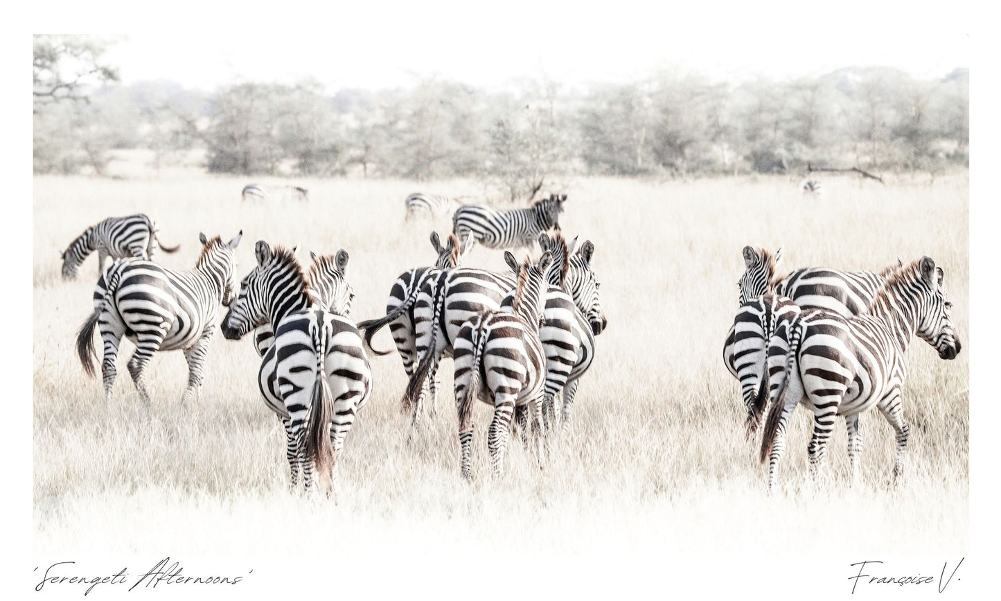Serengeti Afternoons Postcard