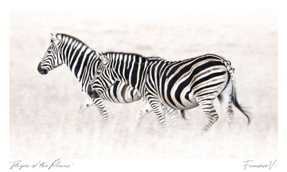 Stripes of the Plains Postcard