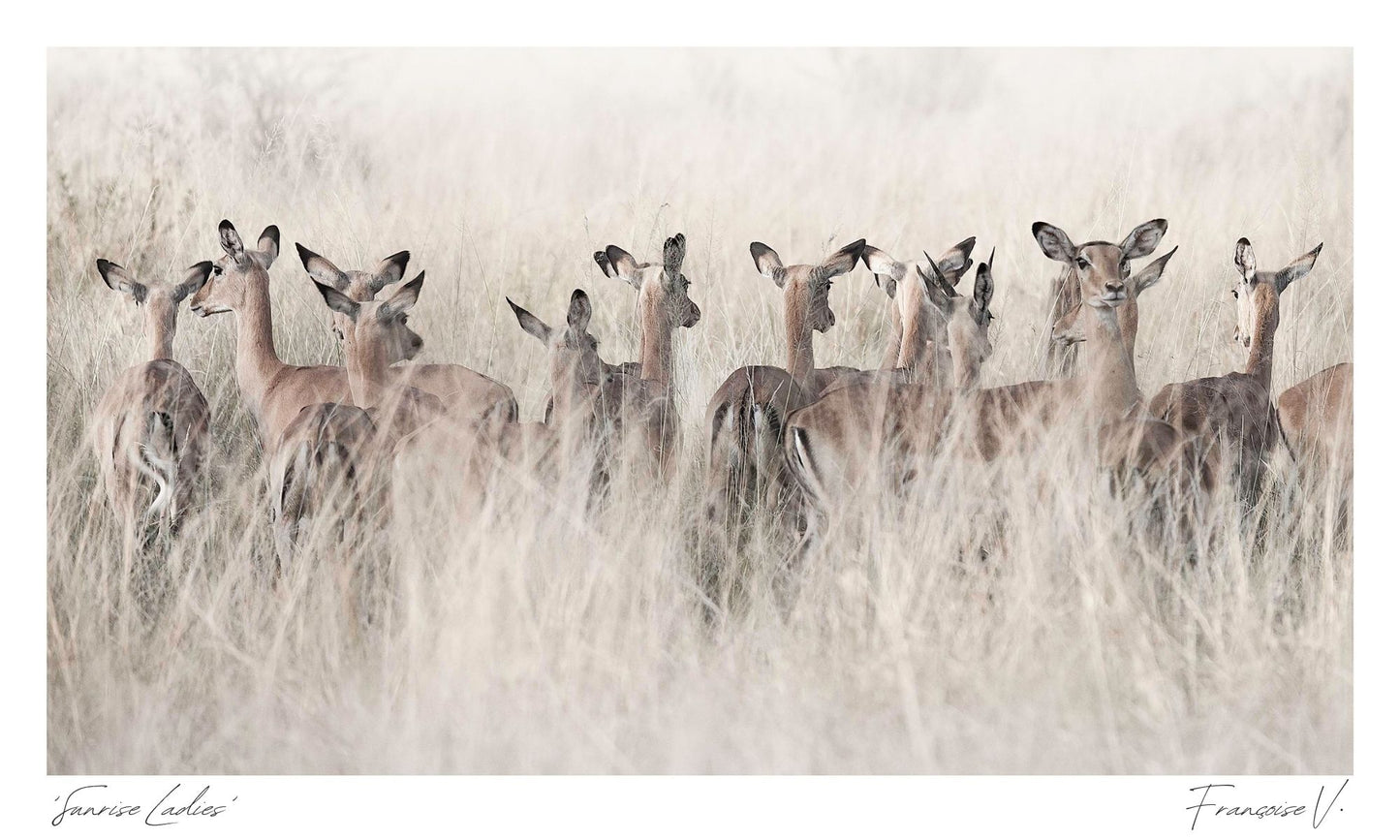Sunrise Ladies Postcard