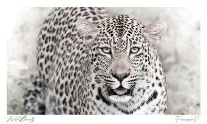 Wild Beauty Postcard