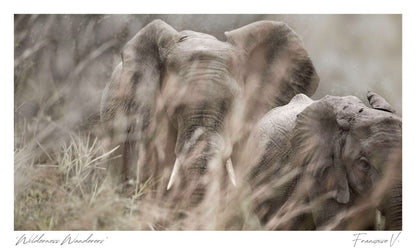 Wilderness Wanderers Postcard