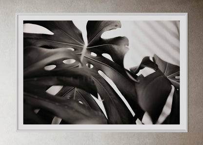 White box-framed artwork print of a ppalm leaf by Francoise V Fine Art Gallery in Cape Town, South Africa