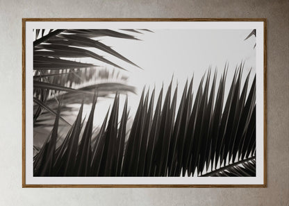Natural Wood Kiaat framed artwork of palm leaves by Francoise V Fine Art Gallery in Cape Town, South Africa