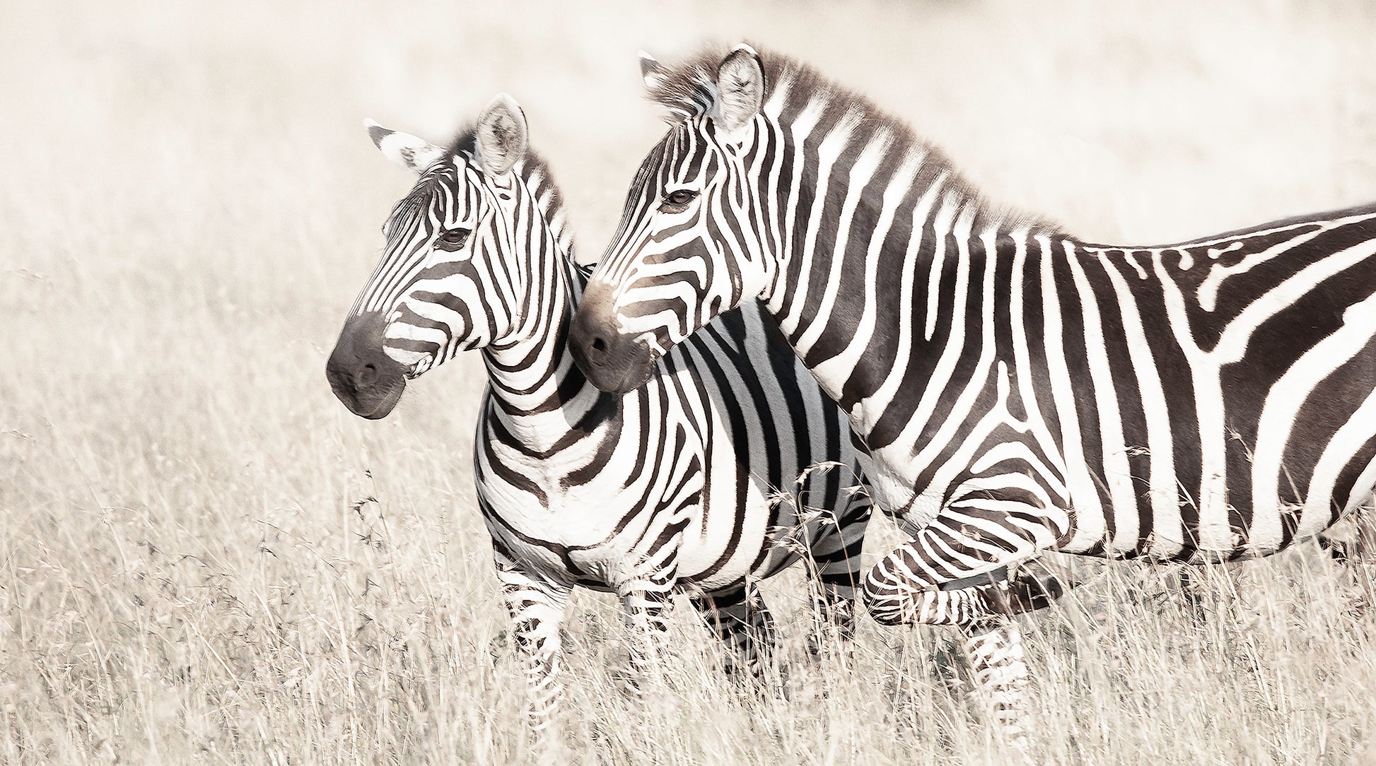 Artwork print of a portrait of two zebras by Francoise V Fine Art Gallery in Cape Town, South Africa