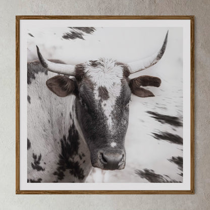 Natural Wood Kiaat framed artwork of a portrait of an Nguni cow by Francoise V Fine Art Gallery in Cape Town, South Africa