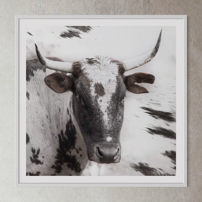 White box-framed artwork print of a portrait of an Nguni cow by Francoise V Fine Art Gallery in Cape Town, South Africa