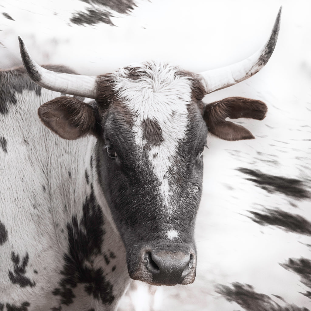 Artwork print of a portrait of a Nguni cow by Francoise V Fine Art Gallery in Cape Town, South Africa