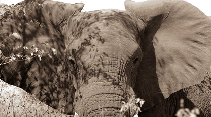 Artwork print of a portrait of an elephant by Francoise V Fine Art Gallery in Cape Town, South Africa