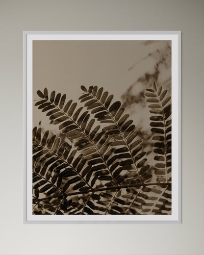 White box-framed acacia leaves artworks on the wall by Francoise V Fine Art Gallery in Cape Town, South Africa