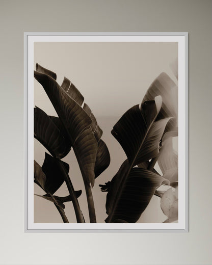 White box-framed artwork of a close-up of tropical leaves with a blurred background by Francoise V Fine Art Gallery in Cape Town, South Africa.